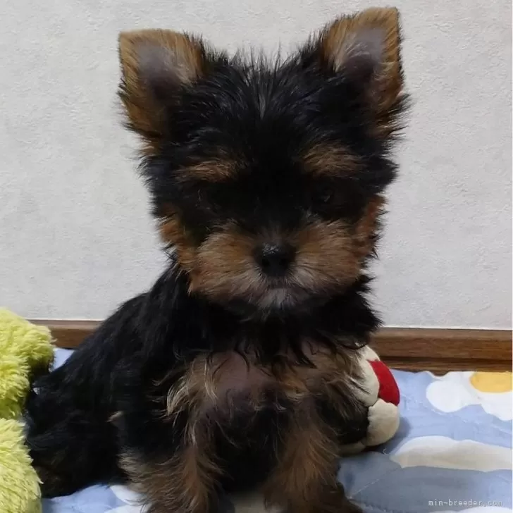 ID：2408-07147の子犬