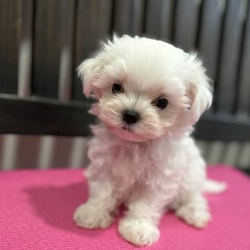 マルチーズ【埼玉県・男の子・2024年8月28日・ホワイト】の写真「可愛いマルくん」