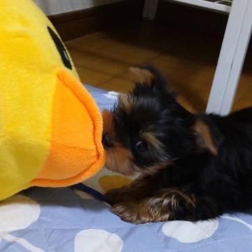 ヨークシャーテリア【埼玉県・男の子・2022年10月7日・スチール&ブルー】の写真「ヨーキー　イケメンあおくん」