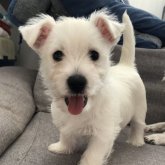 ウエストハイランドホワイトテリア
