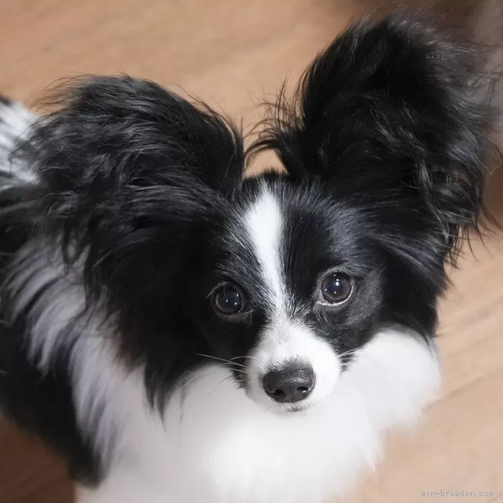 ID：2409-06157の子犬