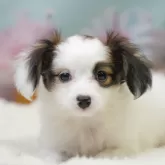 パピヨン