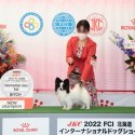 パピヨン【・女の子・2020年12月27日・トライ】「1歳半でJKC.CH完成しました」