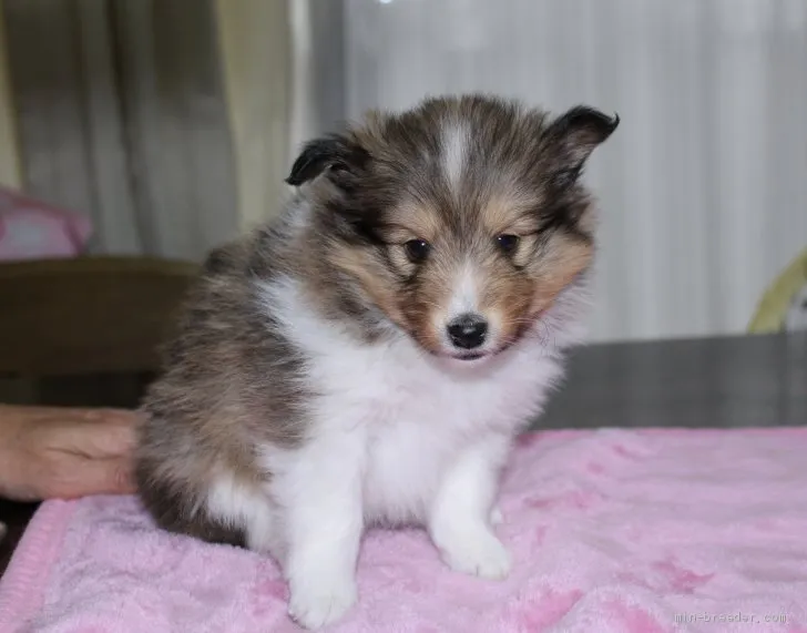 ID：1912-01829の子犬