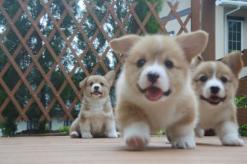 みんなの犬図鑑 静岡県で評判の良いウェルシュ コーギー ペンブロークのブリーダー紹介