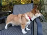ウェルシュ・コーギー・ペンブローク【静岡県・女の子・2025年6月16日・レッド&ホワイト】の写真10
