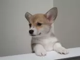 ウェルシュ・コーギー・ペンブローク【静岡県・男の子・2024年10月15日・レッド&ホワイト】の写真11