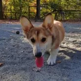 ウェルシュ・コーギー・ペンブローク【静岡県・女の子・2025年6月16日・レッド&ホワイト】の写真12