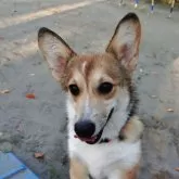 ウェルシュ・コーギー・ペンブローク【静岡県・女の子・2025年6月16日・レッド&ホワイト】の写真13