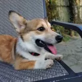 ウェルシュ・コーギー・ペンブローク【静岡県・女の子・2025年6月16日・レッド&ホワイト】の写真14