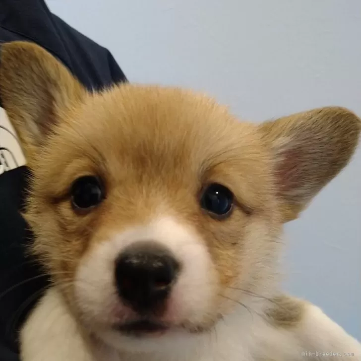 N.K 様のお迎えした子犬