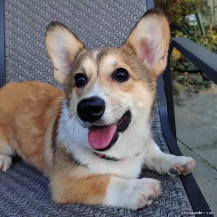 ウェルシュ・コーギー・ペンブローク【静岡県・女の子・2025年6月16日・レッド&amp;ホワイト】の写真1