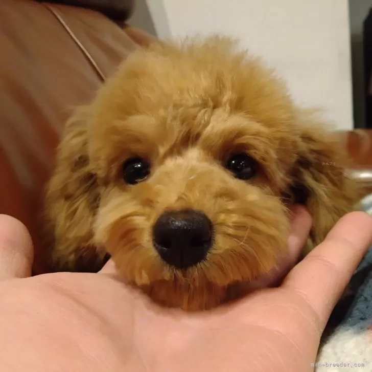 ID:2412-07599の子犬