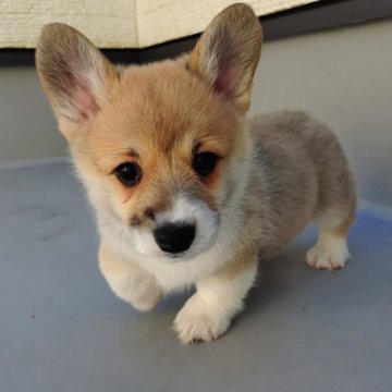 ウェルシュ・コーギー・ペンブローク【静岡県・男の子・2025年11月16日・レッド&ホワイト】の写真「かわいいおとこの子」