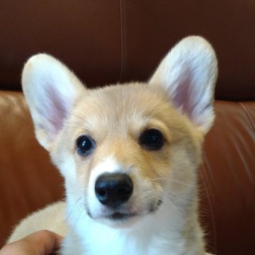 ウェルシュ・コーギー・ペンブローク【静岡県・女の子・2025年6月16日・レッド&ホワイト】の写真「かわいい女の子」