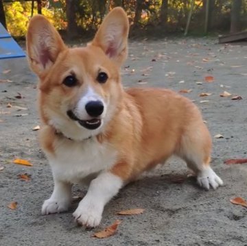 ウェルシュ・コーギー・ペンブローク【静岡県・男の子・2025年6月16日・レッド&ホワイト】の写真「かわいい男の子」