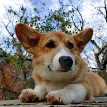 ウェルシュ・コーギー・ペンブローク【静岡県・男の子・2025年6月16日・レッド&ホワイト】の写真「人が大好き甘えん坊」