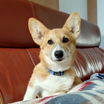 ウェルシュ・コーギー・ペンブローク【静岡県・男の子・2025年6月16日・レッド&ホワイト】の写真「かわいい男の子」