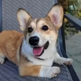ウェルシュ・コーギー・ペンブローク【静岡県・女の子・2025年6月16日・レッド&ホワイト】の写真1