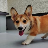 ウェルシュ・コーギー・ペンブローク