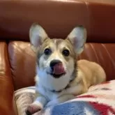 ウェルシュ・コーギー・ペンブローク【静岡県・女の子・2025年6月16日・レッド&ホワイト】の写真2