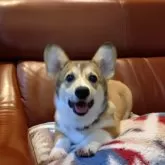 ウェルシュ・コーギー・ペンブローク【静岡県・女の子・2025年6月16日・レッド&ホワイト】の写真3