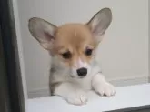 ウェルシュ・コーギー・ペンブローク【静岡県・男の子・2024年10月15日・レッド&ホワイト】の写真4