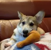 ウェルシュ・コーギー・ペンブローク【静岡県・女の子・2025年6月16日・レッド&ホワイト】の写真4