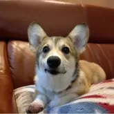 ウェルシュ・コーギー・ペンブローク【静岡県・女の子・2025年6月16日・レッド&ホワイト】の写真5