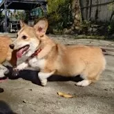 ウェルシュ・コーギー・ペンブローク【静岡県・女の子・2025年6月16日・レッド&ホワイト】の写真7