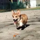 ウェルシュ・コーギー・ペンブローク【静岡県・女の子・2025年6月16日・レッド&ホワイト】の写真8