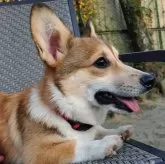 ウェルシュ・コーギー・ペンブローク【静岡県・女の子・2025年6月16日・レッド&ホワイト】の写真9