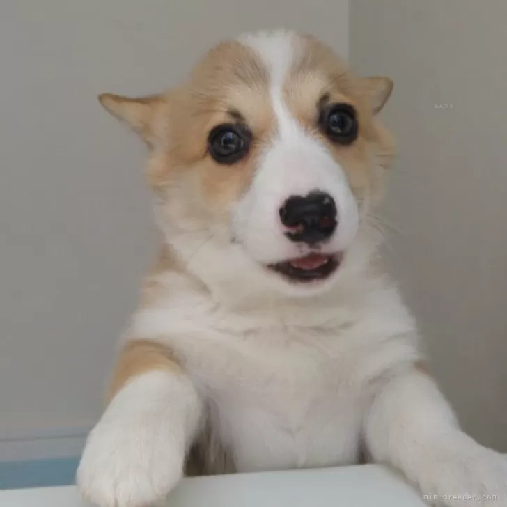 ID:2404-05832の子犬