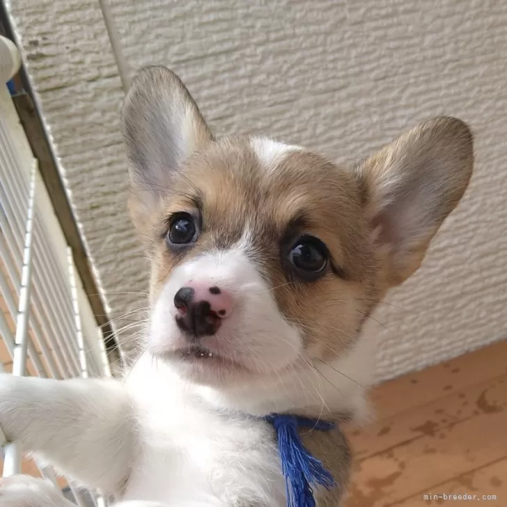 ID:2401-02363の子犬