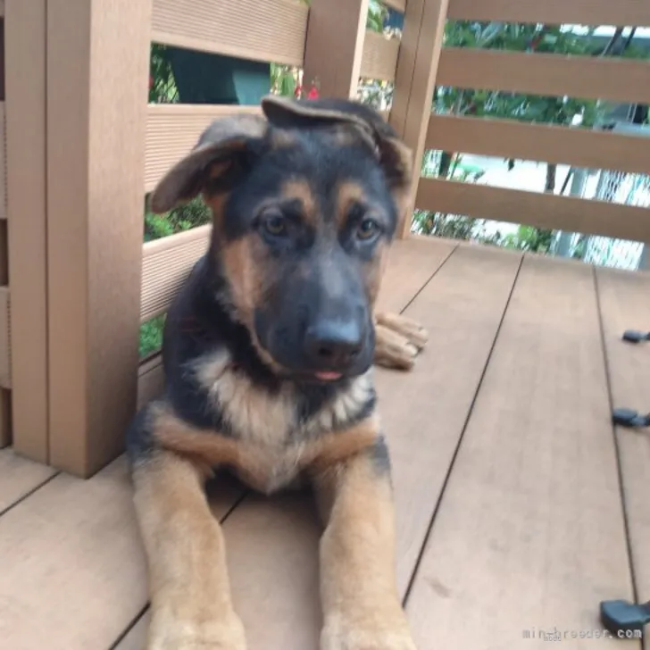 ID:2204-01753の子犬