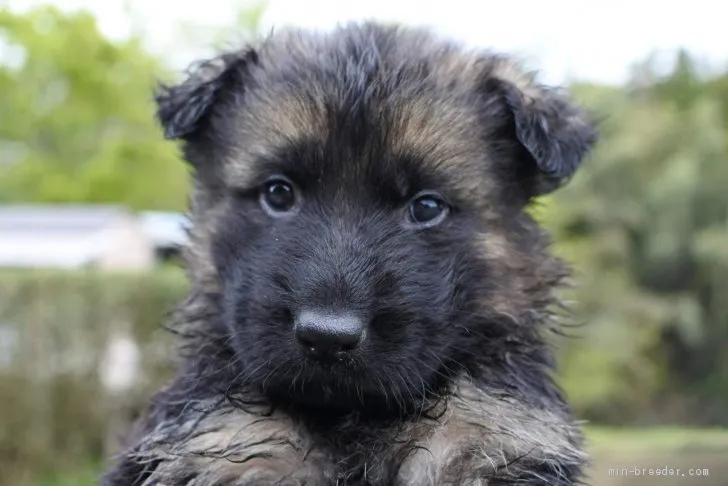 ID：1904-02154の子犬