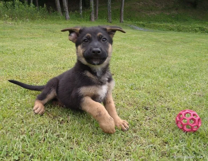 ID:2204-02493の子犬