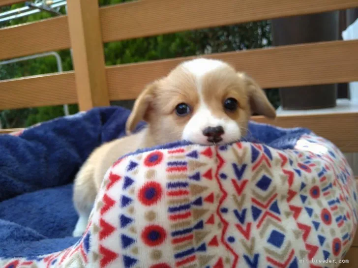 ID:2111-02633の子犬