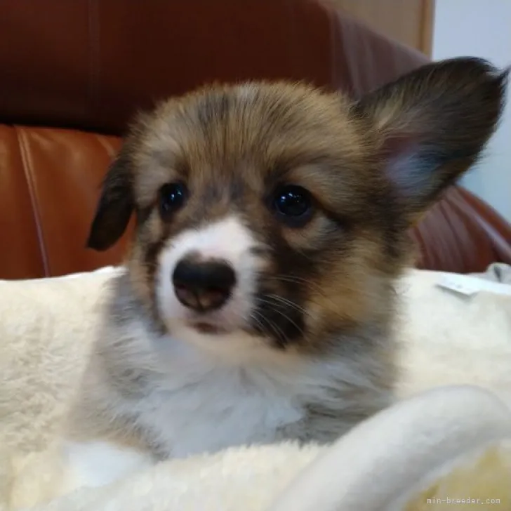 ID:2303-04471の子犬