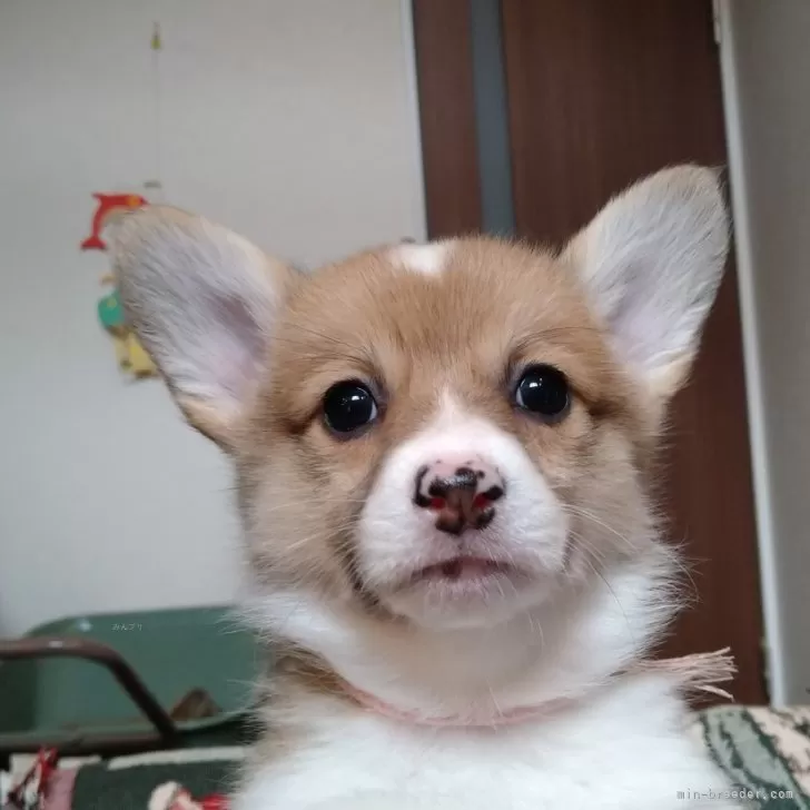 ID:2403-05220の子犬