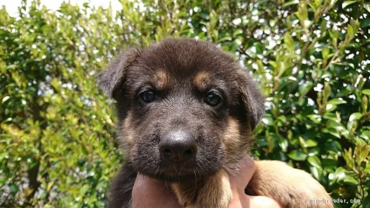 あるの 様のお迎えした子犬