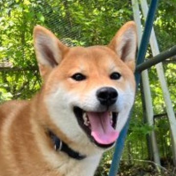 柴犬(標準サイズ)【静岡県・男の子・2022年11月25日・赤】の写真「のんびりおとなしい男の子」