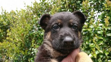 ジャーマン・シェパード・ドッグ【静岡県・女の子・2020年4月1日・ブラックタン】の写真「小ぶりな女の子」