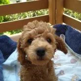 トイプードル(トイ)【静岡県・男の子・2023年3月23日・レッド】の写真1「6月16日撮影」