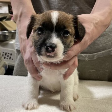 ジャックラッセルテリア【栃木県・男の子・2025年10月25日・ホワイト&タン】の写真「ラフ予想人も犬も大好きな男の子」