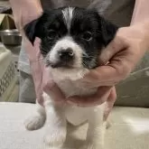 ジャックラッセルテリア