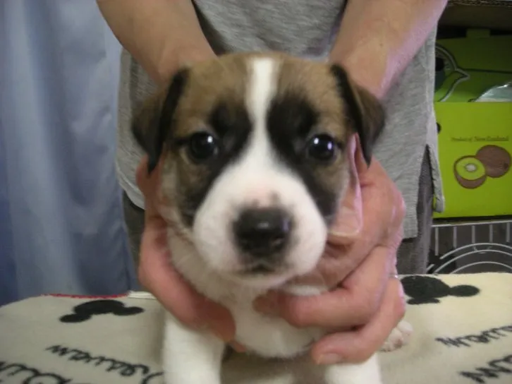 ラブりん 様のお迎えした子犬