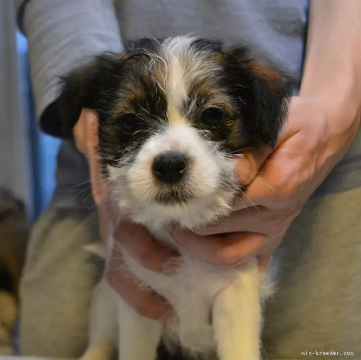 ID:2404-01737の子犬