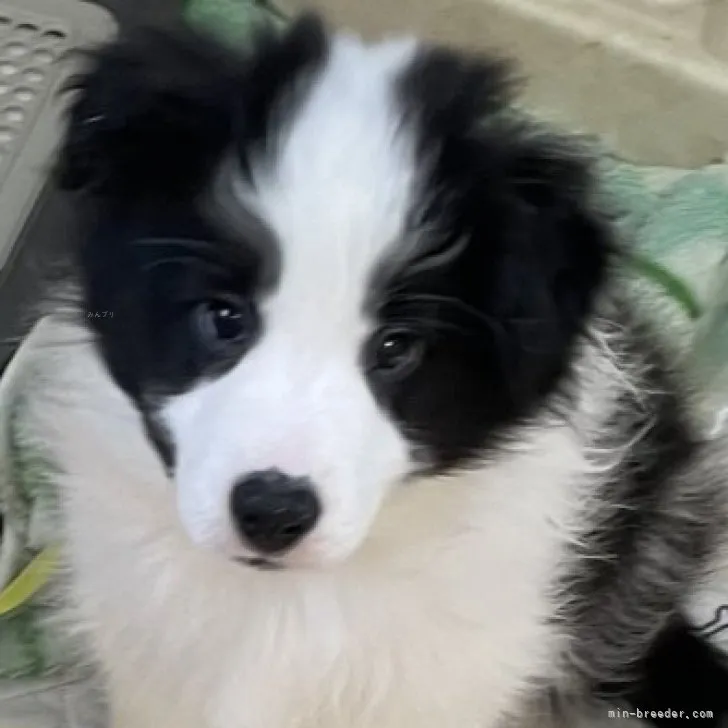 黒ラブと茶ラブのママ 様のお迎えした子犬