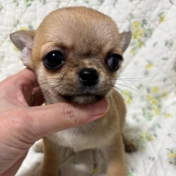チワワ(スムース)【埼玉県・男の子・2025年1月16日・レッド】の写真「小さな柴犬？あざらし？（笑）」